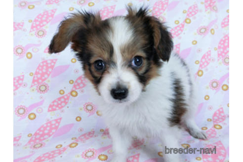 成約済の千葉県のパピヨン-170265の6枚目