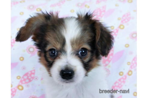 成約済の千葉県のパピヨン-170265の5枚目