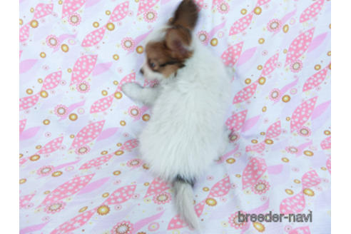 成約済の千葉県のパピヨン-170269の8枚目