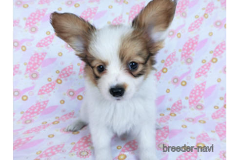 成約済の千葉県のパピヨン-170269の7枚目