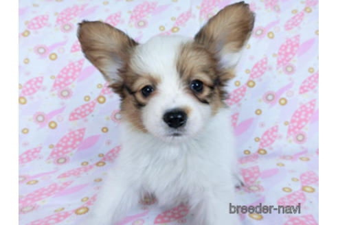 成約済の千葉県のパピヨン-170269の6枚目