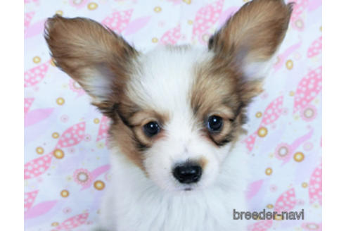 成約済の千葉県のパピヨン-170269の5枚目