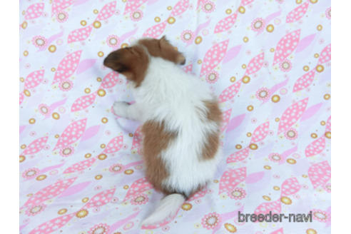 成約済の千葉県のパピヨン-170271の4枚目