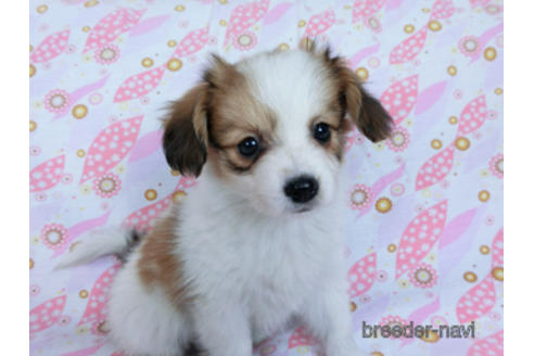 成約済の千葉県のパピヨン-170271の3枚目