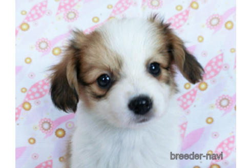 成約済の千葉県のパピヨン-170271の2枚目