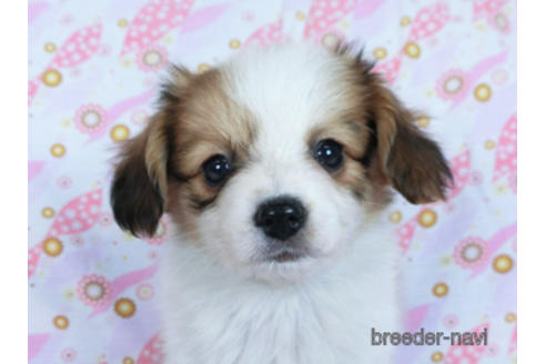 成約済の千葉県のパピヨン-170271の1枚目