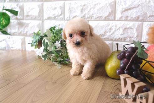 成約済の滋賀県のトイプードル-170007の1枚目