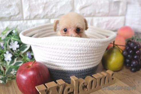 成約済の滋賀県のトイプードル-170007の7枚目