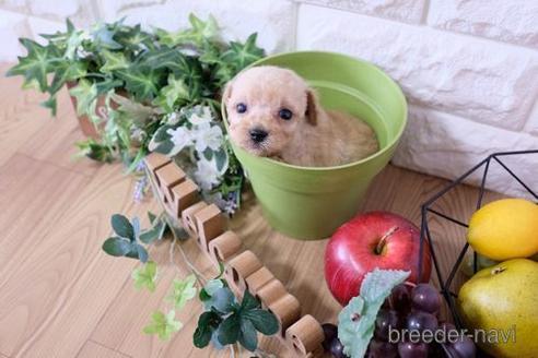 成約済の滋賀県のトイプードル-170007の3枚目