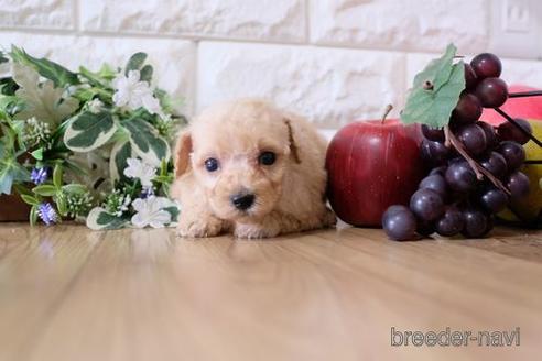 成約済の滋賀県のトイプードル-170007の2枚目
