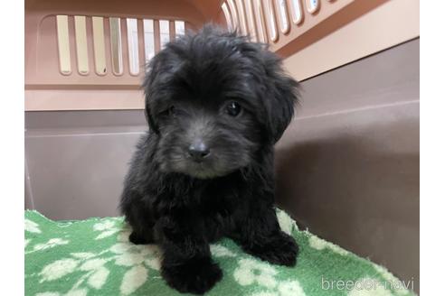愛媛県のミックス ポメプー ポメラニアン トイプードル 男の子 22 01 31生まれ ブラック 黒 子犬id ブリーダーナビ