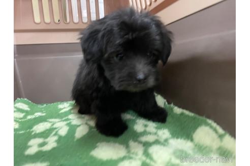 成約済の愛媛県のポメプー:ポメラニアン×トイプードル-171998の2枚目