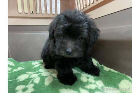 成約済の愛媛県のポメプー:ポメラニアン×トイプードル-171998の4枚目