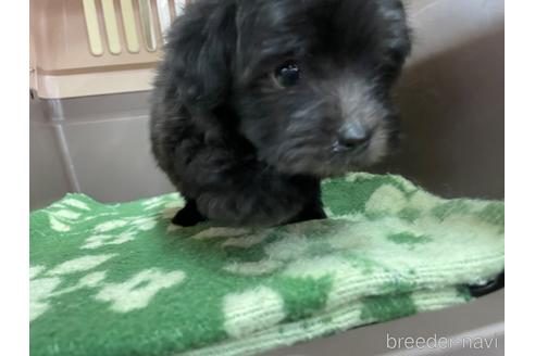 成約済の愛媛県のポメプー:ポメラニアン×トイプードル-171998の3枚目