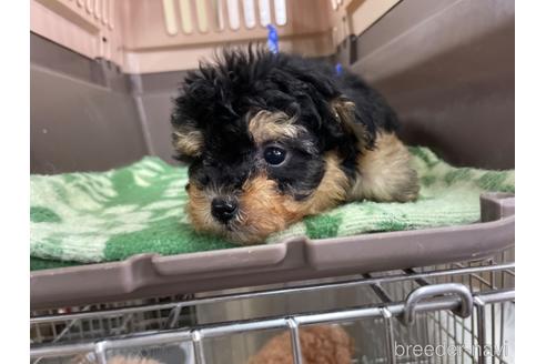 成約済の愛媛県のポメプー:ポメラニアン×トイプードル-172008の2枚目