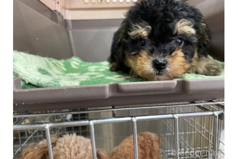 成約済の愛媛県のポメプー:ポメラニアン×トイプードル-172008の4枚目