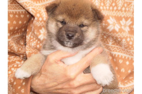 成約済の三重県の柴犬-170291の1枚目