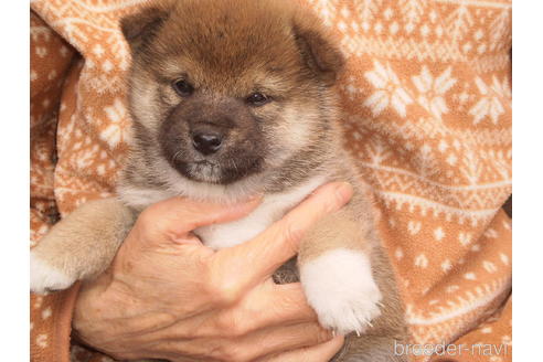 成約済の三重県の柴犬-170291の3枚目