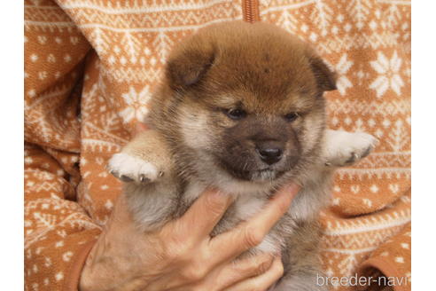 成約済の三重県の柴犬-170291の2枚目