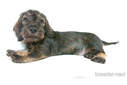 ミニチュアダックスフンド ワイヤーヘアード の子犬を探す ブリーダーナビ