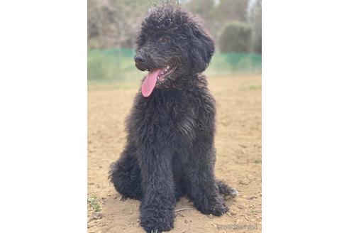 成約済の東京都のその他の犬種-164690の21枚目