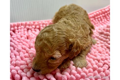 成約済の滋賀県のトイプードル-172024の13枚目