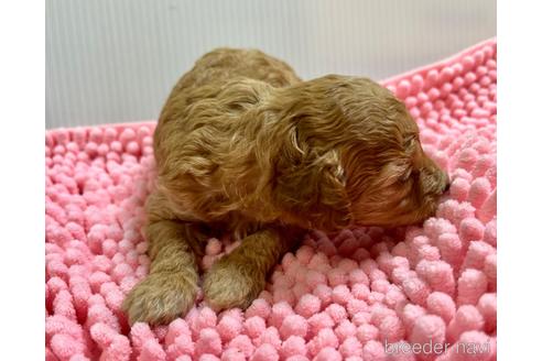 成約済の滋賀県のトイプードル-172024の7枚目