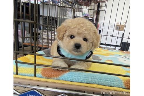 成約済の大阪府のミックス犬-166582の4枚目