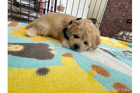 成約済の大阪府のミックス犬-166582の3枚目