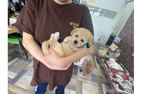 成約済の大阪府のミックス犬-166582の2枚目