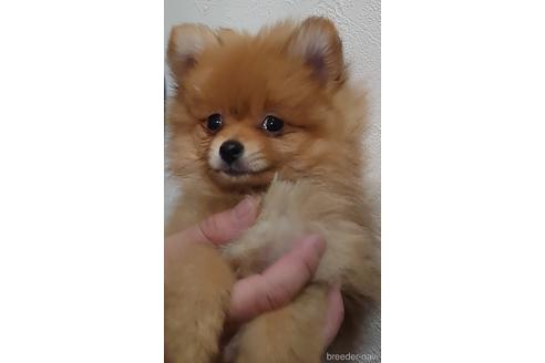 成約済の愛知県のポメラニアン-171493の4枚目