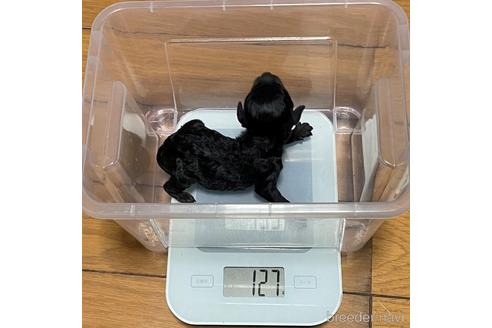 成約済の福岡県のトイプードル-172048の9枚目