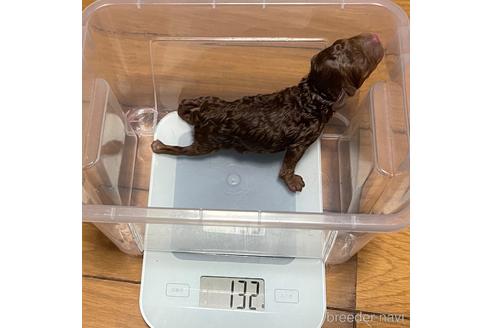成約済の福岡県のトイプードル-172049の7枚目