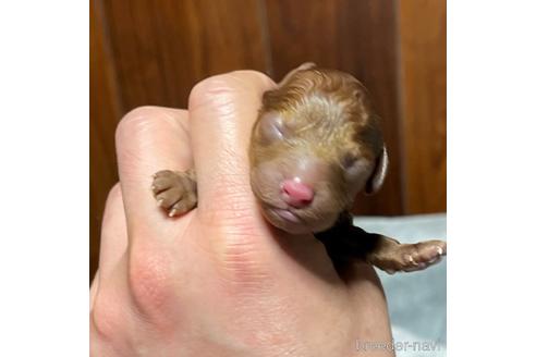 成約済の福岡県のトイプードル-172049の8枚目