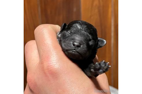 成約済の福岡県のトイプードル-172050の7枚目