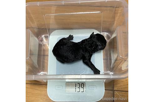 成約済の福岡県のトイプードル-172050の8枚目
