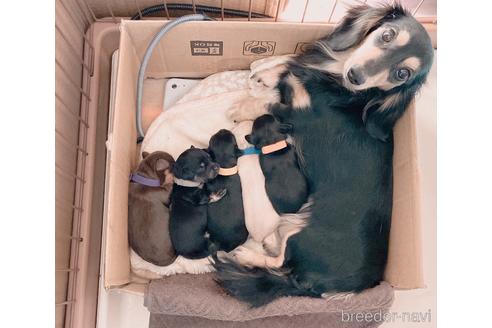 成約済の静岡県のチワックス:チワワ×ミニチュアダックスフンド-172051の4枚目