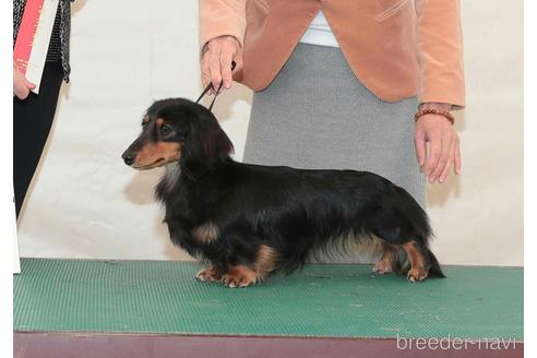 成約済の愛知県のミニチュアダックスフンド(ロングヘアード)-172058の3枚目
