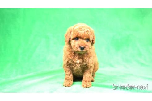 成約済の千葉県のトイプードル-172080の3枚目