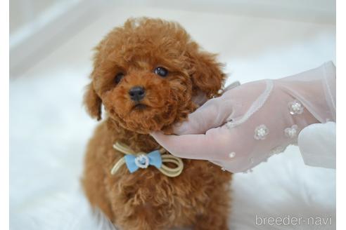 成約済の埼玉県のタイニープードル-170835の13枚目