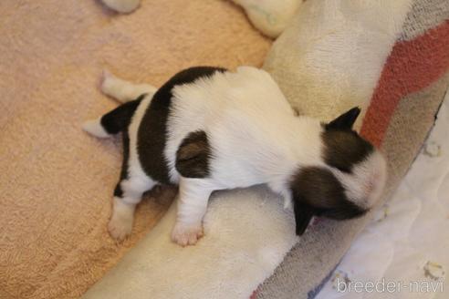 成約済の愛知県のシーズー-172090の36枚目