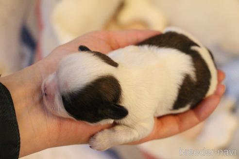 成約済の愛知県のシーズー-172093の44枚目