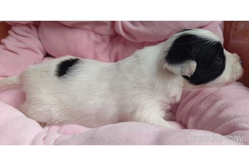 成約済の千葉県のパピヨン-168932の43枚目