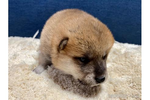 成約済の滋賀県の柴犬-172102の8枚目