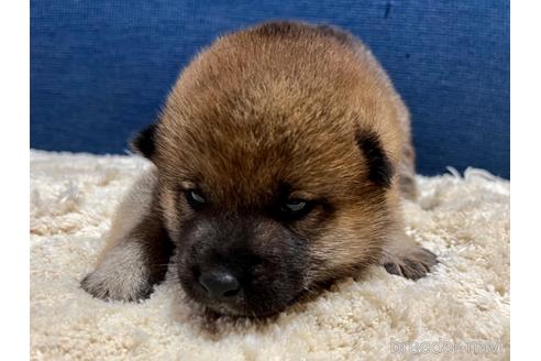 成約済の滋賀県の柴犬-172104の1枚目