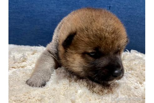 成約済の滋賀県の柴犬-172104の5枚目