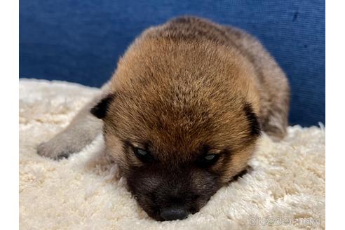 成約済の滋賀県の柴犬-172104の6枚目