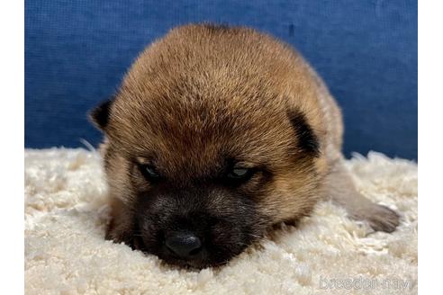 成約済の滋賀県の柴犬-172104の2枚目