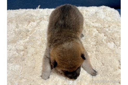 成約済の滋賀県の柴犬-172104の3枚目