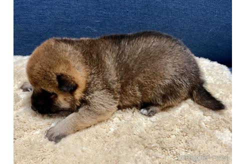 成約済の滋賀県の柴犬-172104の4枚目